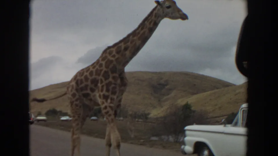 A giraffe moves across the road area at an Irvine drive-through wildlife park in 1974, with a white pickup and distant cars visible.