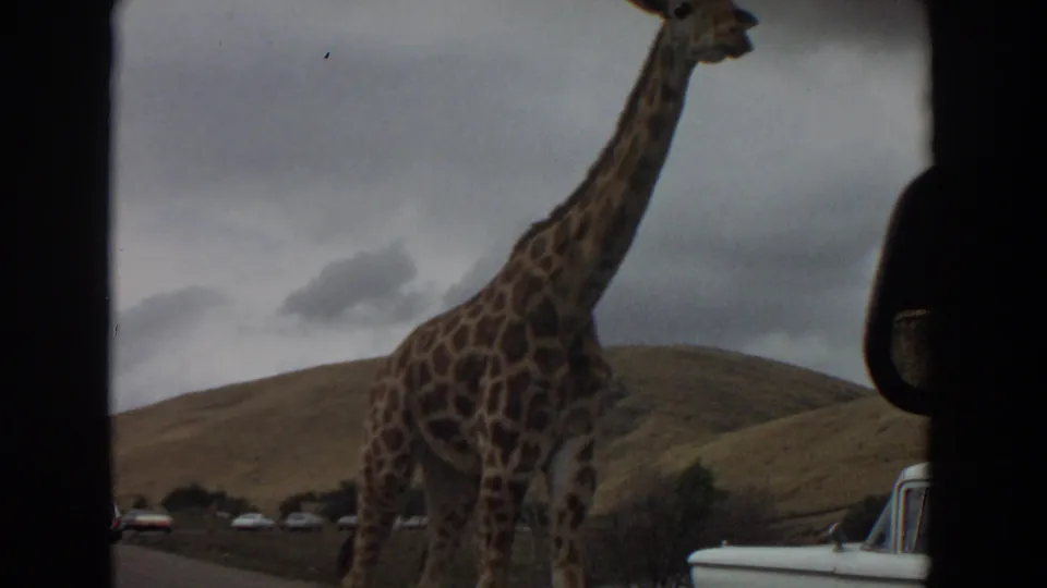 Side view of a giraffe near visitor vehicles and rolling hills in 1974 Irvine, California 8mm drive-through zoo footage.