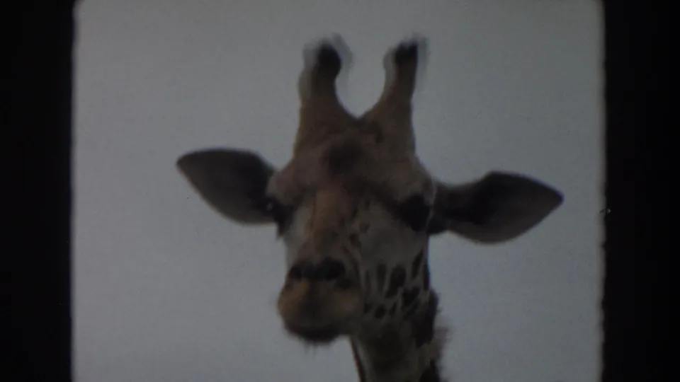 Soft-focus close-up of a giraffe's head and ears against the sky, from 1974 Irvine home-movie wildlife park footage.