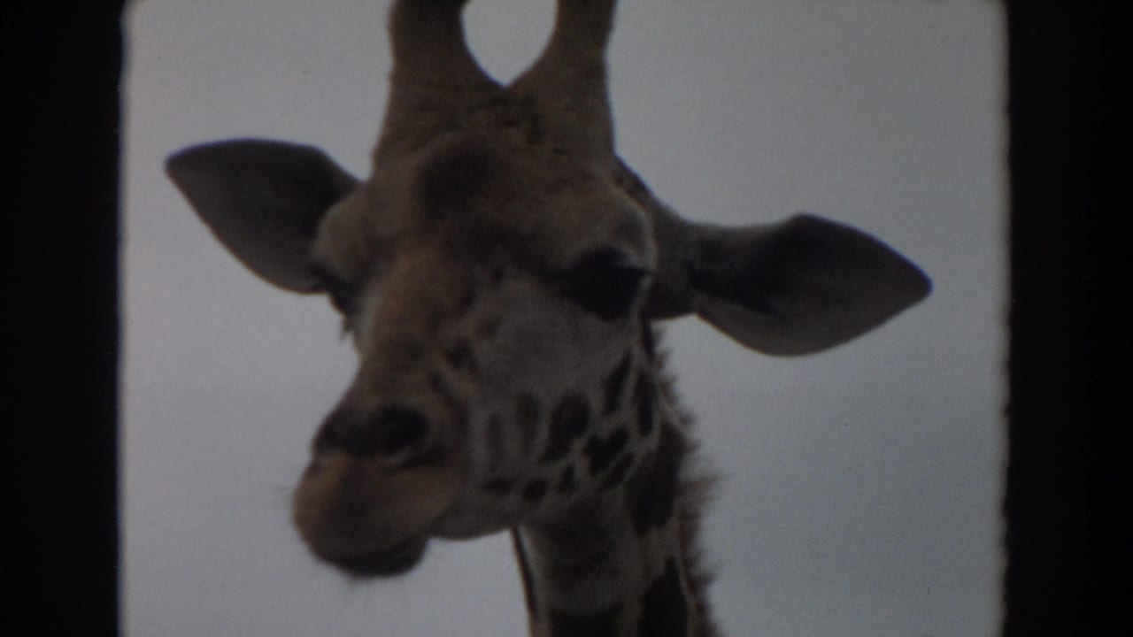 Close giraffe head framed between dark enclosure bars against a pale sky.