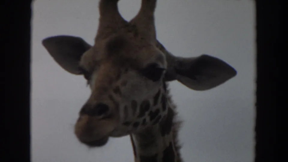 1974 Irvine 8mm frame showing a close giraffe face and ears between dark vertical enclosure bars, with soft focus and pale sky.