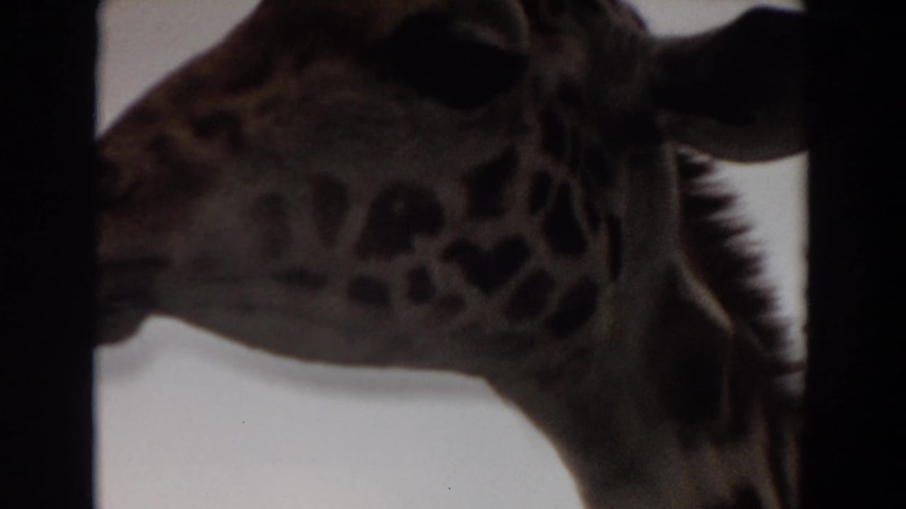 1974 Irvine 8mm frame with a giraffe's spotted neck and head in side profile, partially blocked by a dark enclosure bar.
