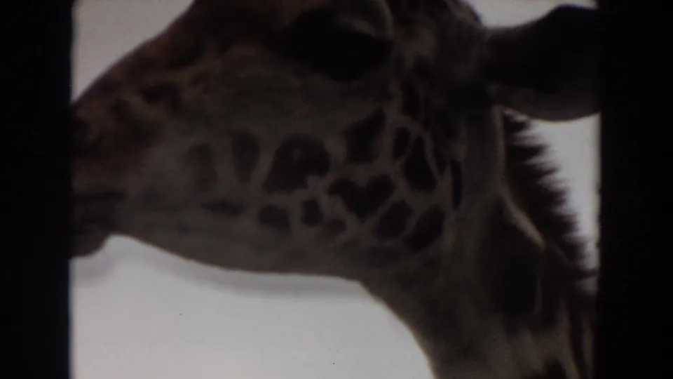 1974 Irvine 8mm frame with a giraffe's spotted neck and head in side profile, partially blocked by a dark enclosure bar.