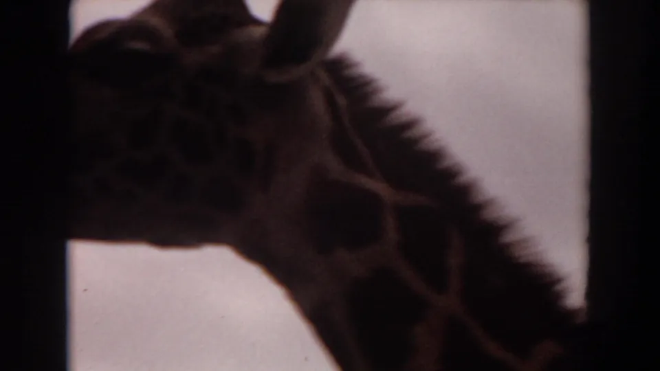 Dim 1974 Irvine 8mm frame showing a close, partially cropped giraffe head and patterned neck beside enclosure bars.