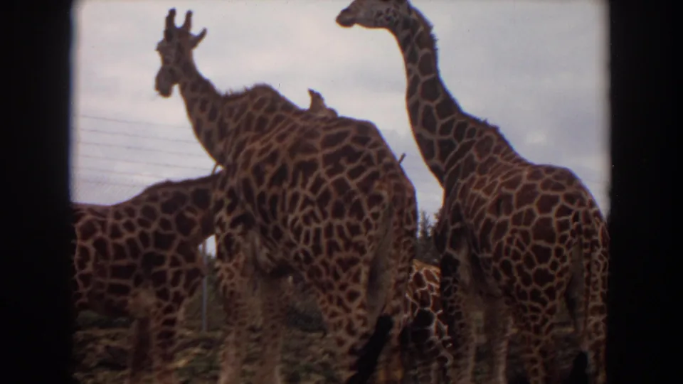 1974 Irvine 8mm frame showing a small group of giraffes gathered in a fenced enclosure under a bright sky.