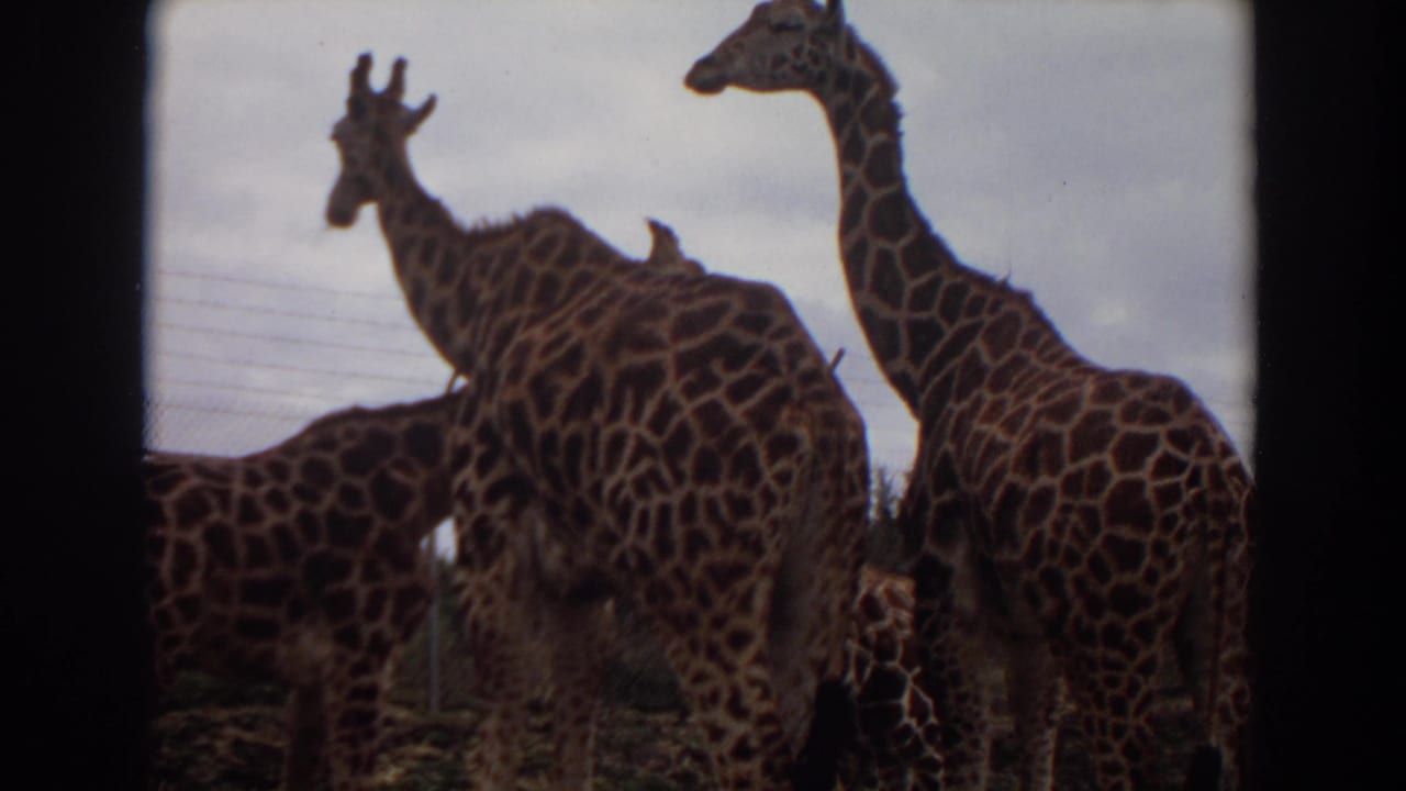 1974 8mm home-movie frame from Irvine, California, showing several giraffes grouped in a zoo enclosure with fencing behind them.
