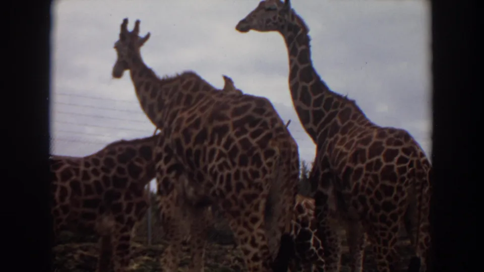 1974 8mm home-movie frame from Irvine, California, showing several giraffes grouped in a zoo enclosure with fencing behind them.