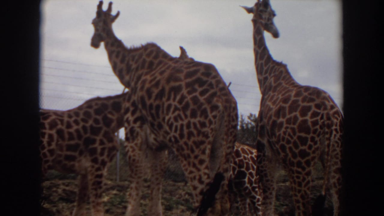 Giraffes clustered in a fenced enclosure, with one giraffe raising its head above the group.