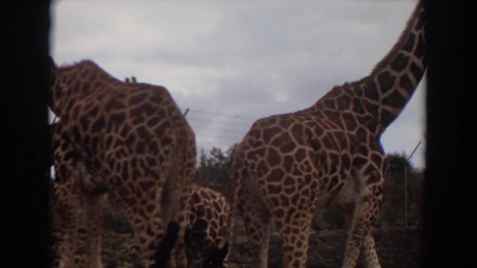 A 1974 8mm frame shows giraffes in an Irvine zoo enclosure, with one bending down near the ground and others standing close by.