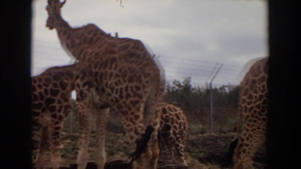 1974 8mm zoo frame from Irvine, California, with giraffes grouped near chain-link fencing and one giraffe partly outside the frame.