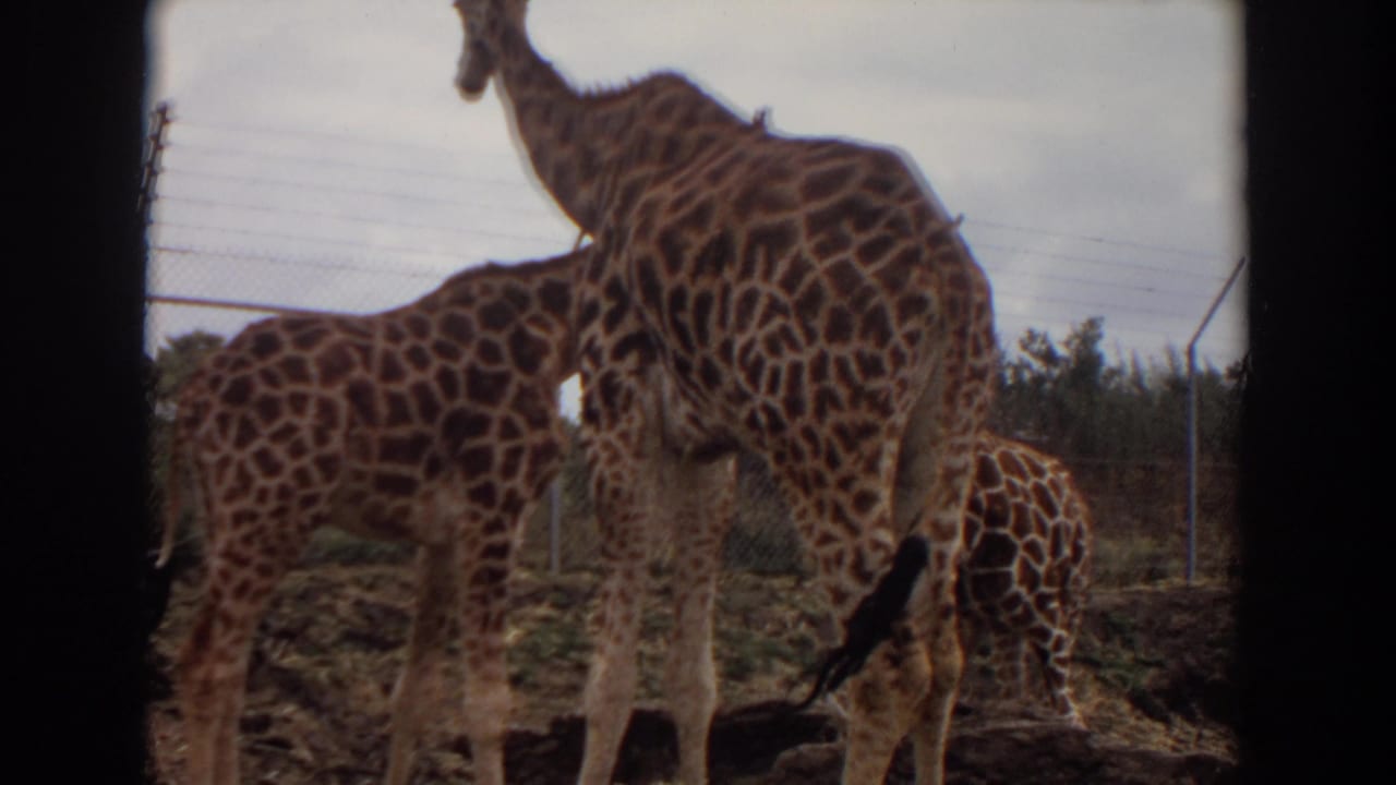 Several giraffes stand near a chain-link fence under an overcast sky.