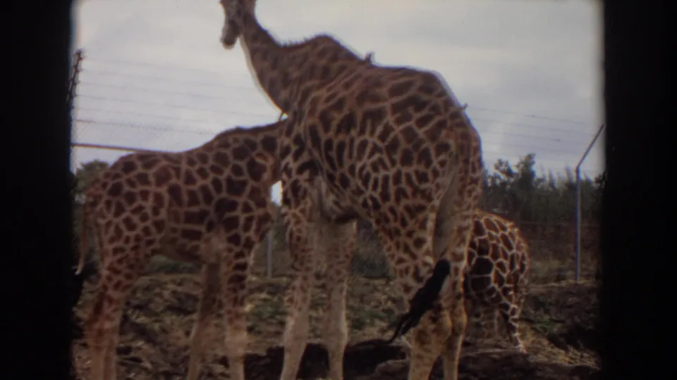 1974 Irvine home-movie frame showing several giraffes in an enclosure near a chain-link fence and cloudy sky.