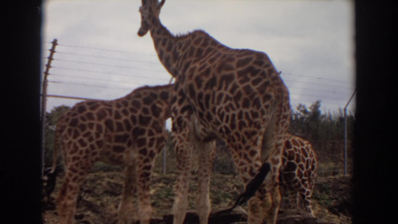 1974 Irvine 8mm frame of giraffes grouped near a fence, filmed from a close visitor vantage point.