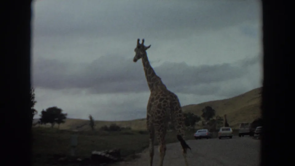 1974 Irvine home-movie frame showing a lone giraffe on a paved road with cars, hills, and cloudy sky beyond.