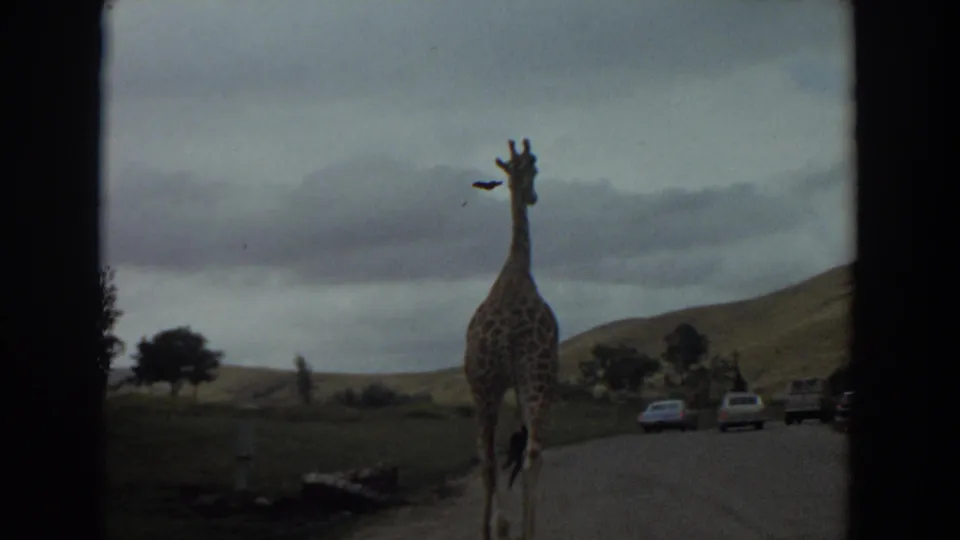 1974 Irvine 8mm frame of a giraffe moving along a paved road, with cars, trees, hills, and overcast sky visible.