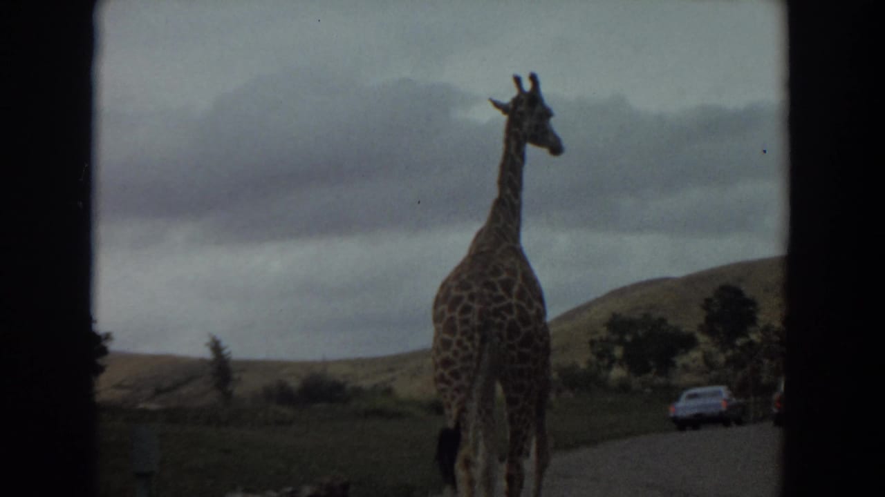 1974 Irvine wildlife park view of a giraffe walking along a road near parked cars, framed by dark window edges.