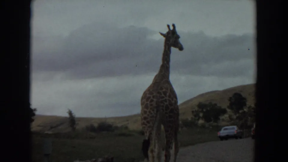 1974 Irvine wildlife park view of a giraffe walking along a road near parked cars, framed by dark window edges.