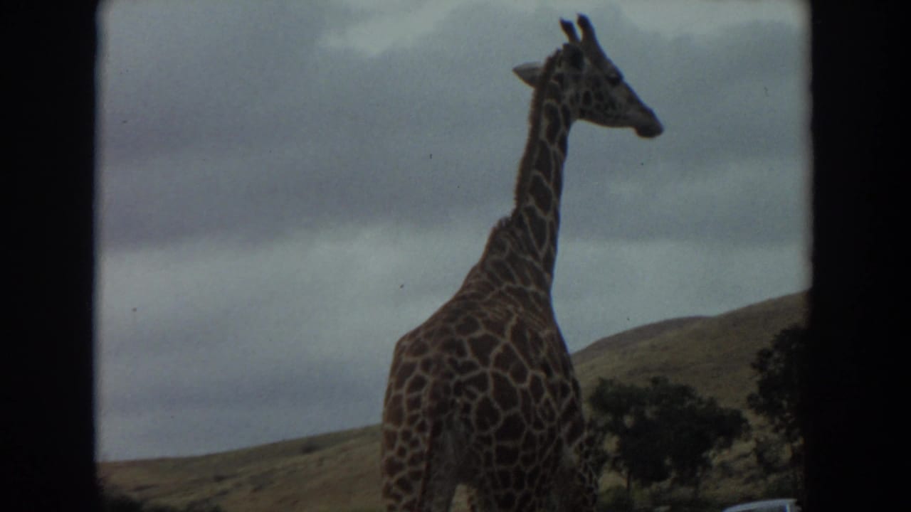 Close side view of a giraffe beside a hillside and cloudy sky.