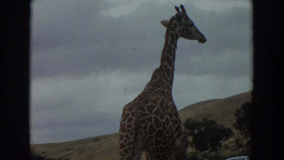A giraffe passes close to the viewing position at the Irvine wildlife park, with low hills and cloudy sky in the background.