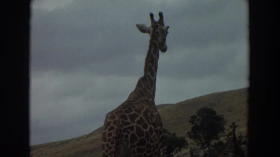 Rear view of a giraffe near the road at the 1974 Irvine wildlife park, with grass, trees, and cloudy hills beyond.