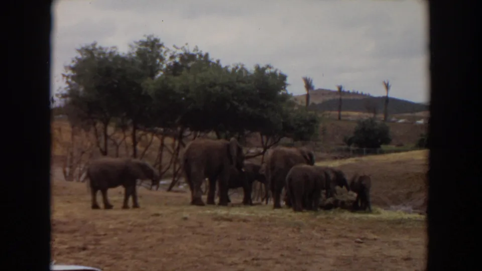 Several elephants graze in an open area of the Irvine wildlife park, with trees, dry ground, and low hills visible.