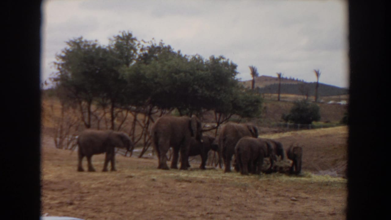 Elephant herd with calves gathered near hay in a dry enclosure.