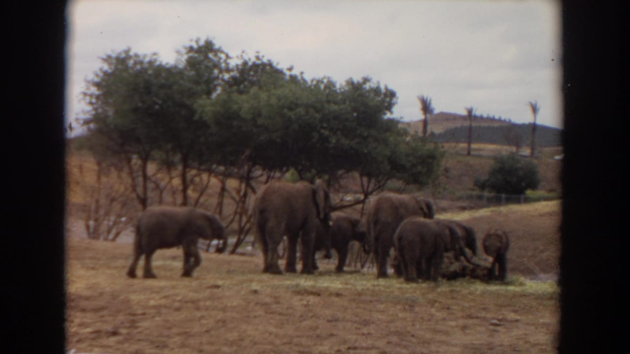 1974 Irvine wildlife-enclosure frame with elephants and calves clustered around feed, with trees, palms, and low hills behind them.