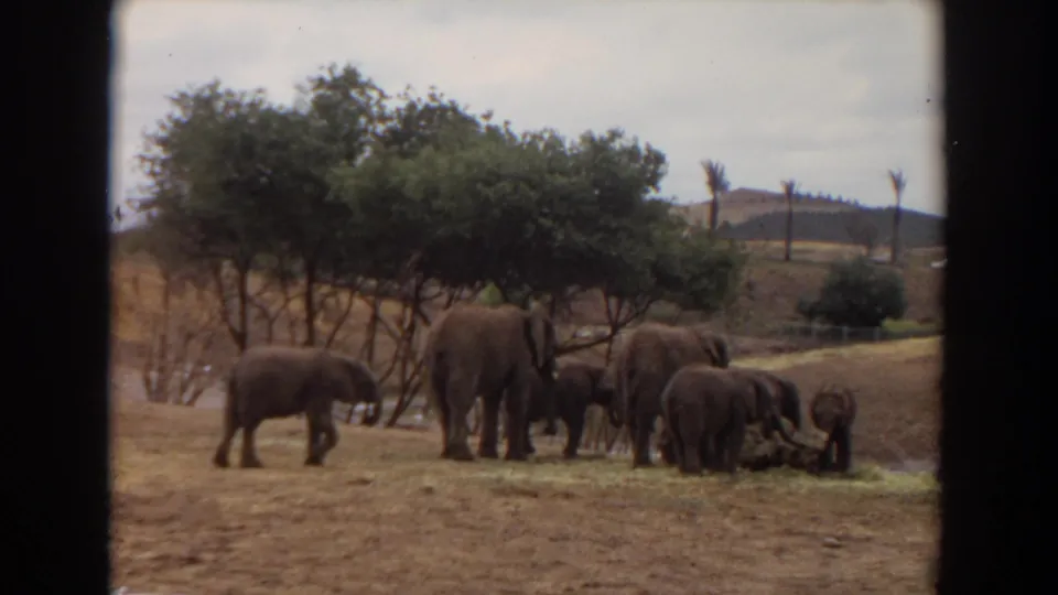 1974 Irvine wildlife-enclosure frame with elephants and calves clustered around feed, with trees, palms, and low hills behind them.