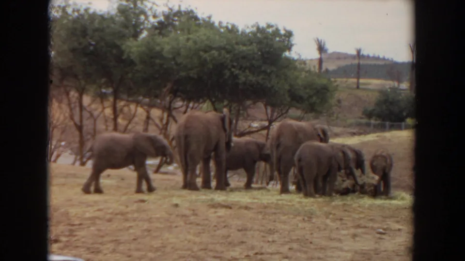 8mm home-movie frame from 1974 Irvine showing elephants and calves moving around hay in a dry, tree-lined enclosure.