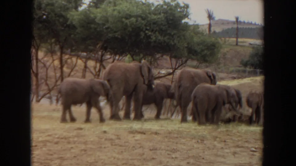 1974 Irvine 8mm frame showing a closer view of elephants and calves feeding together in an outdoor wildlife enclosure.