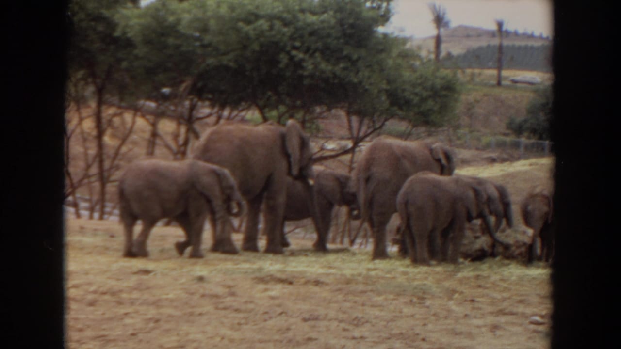 Elephants and calves feed on hay in a dry outdoor enclosure.