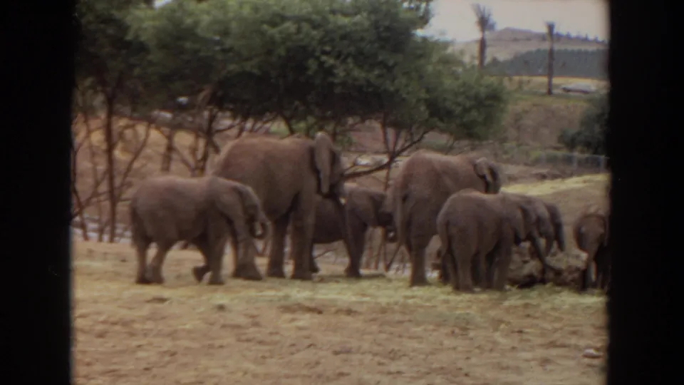 1974 Irvine, California 8mm frame showing elephants and calves gathered around hay beneath trees in an outdoor enclosure.
