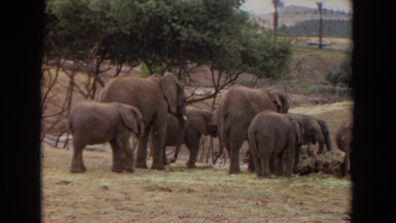 1974 Irvine, California 8mm frame with adult elephants and calves feeding together in a shaded outdoor enclosure.