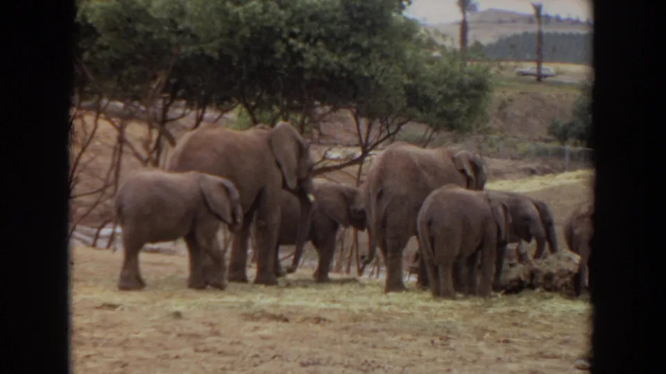 1974 Irvine, California 8mm frame with adult elephants and calves feeding together in a shaded outdoor enclosure.