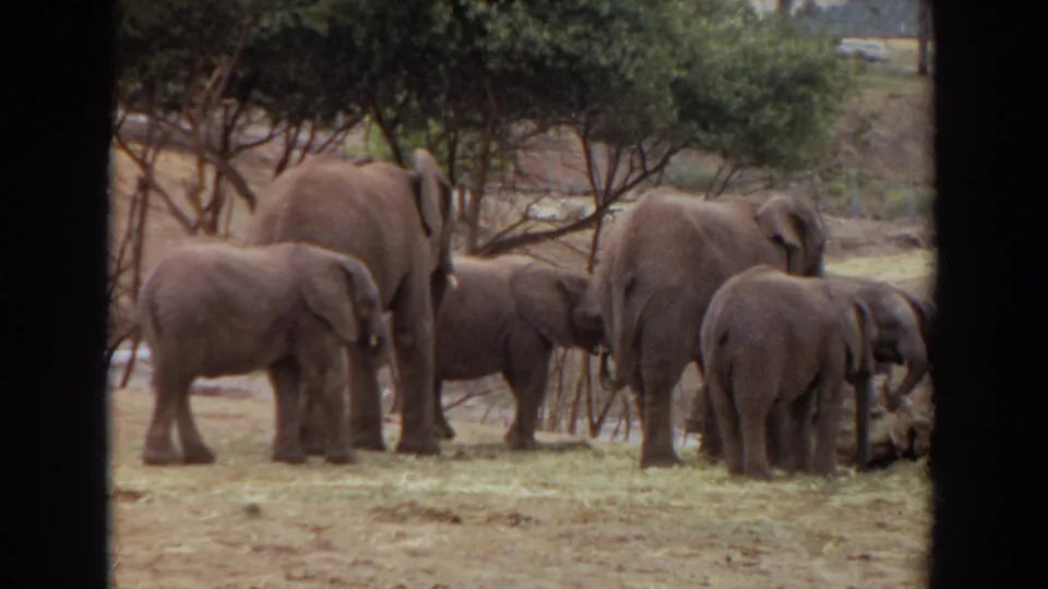 1974 Irvine, California home-movie frame showing elephants clustered at hay with trees, fencing, and a hillside behind them.