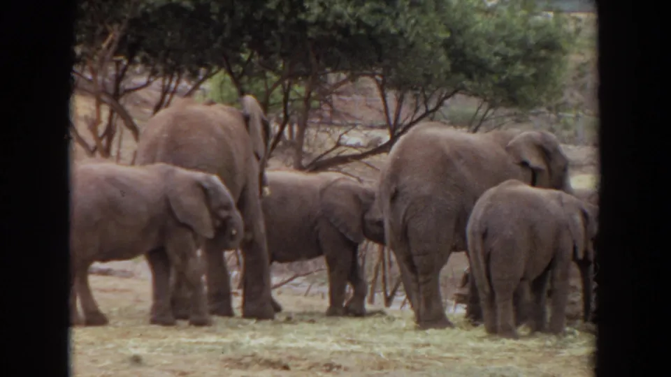 1974 Irvine, California 8mm frame of several elephants standing close together near hay in a dry, tree-lined enclosure.