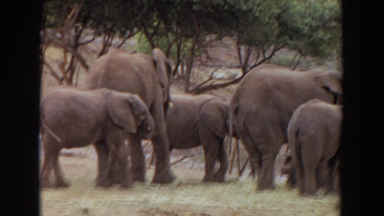 Several elephants stand together on dry grass near trees, seen through dark 8mm frame edges.