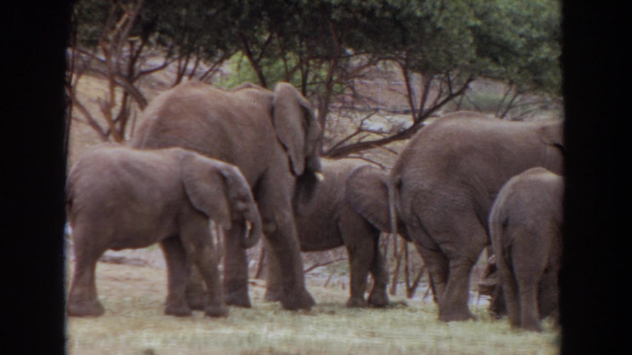 Adult elephants and younger elephants remain clustered in a naturalistic enclosure in this 1974 Irvine home-movie frame.
