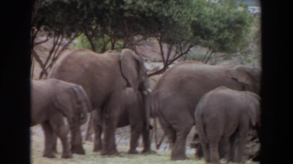 The 8mm frame shows clustered elephants in Irvine, California, with soft focus, trees, and dry grass around them.