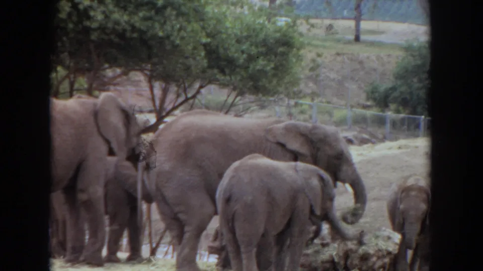 A 1974 Irvine 8mm frame shows elephants near a low enclosure boundary, including a smaller elephant at the far right.