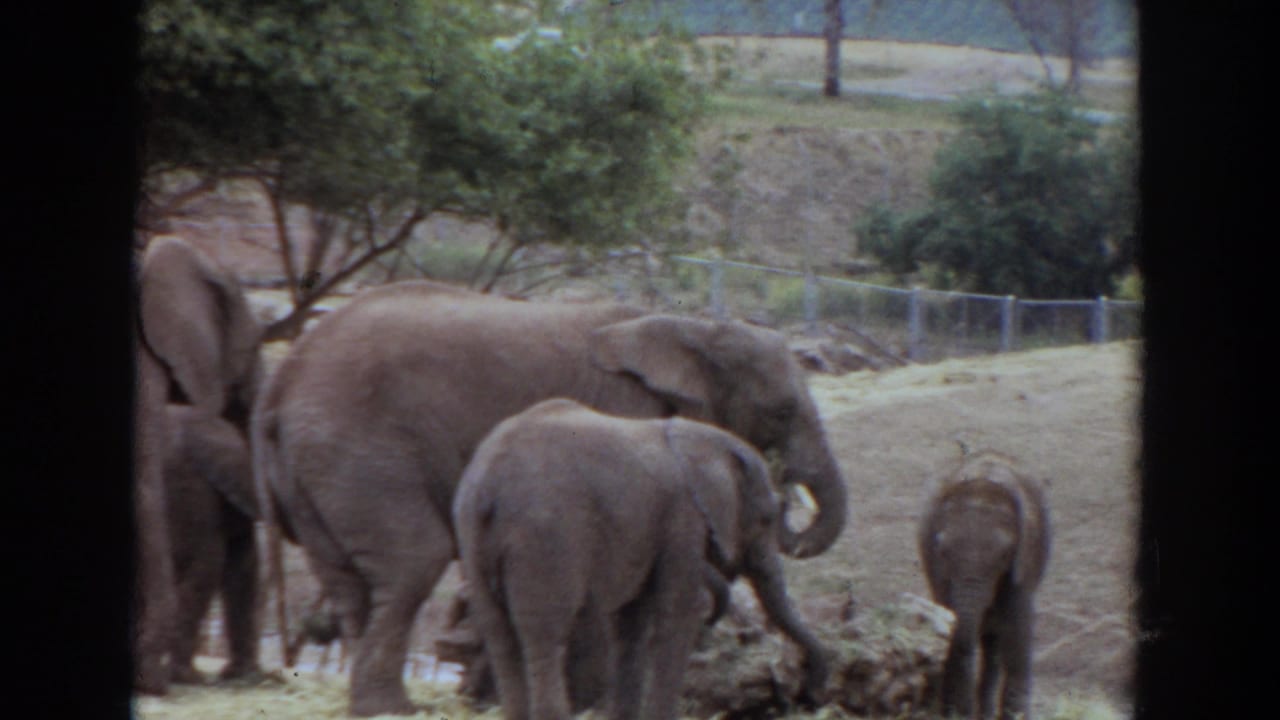 Adult elephants and calves feeding in a zoo enclosure with trees and fencing behind them.