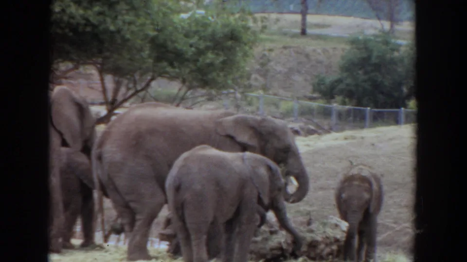 1974 Irvine, California 8mm frame showing adult elephants and calves near hay in a zoo or wildlife-park enclosure.