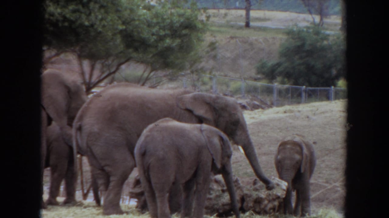 Elephants stand near a feed pile while a smaller calf faces away in the enclosure.
