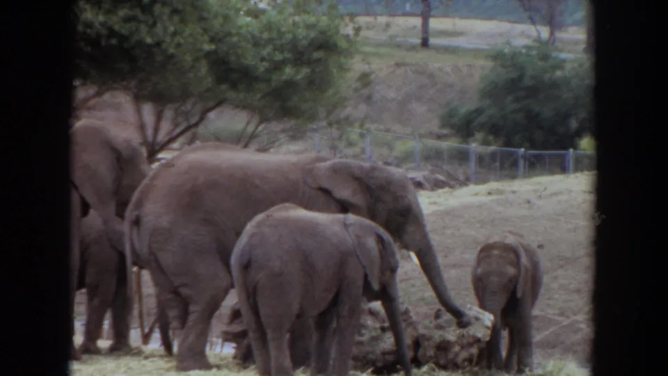 1974 Irvine, California home-movie frame with elephants and a calf feeding near hay, trees, and a fence.