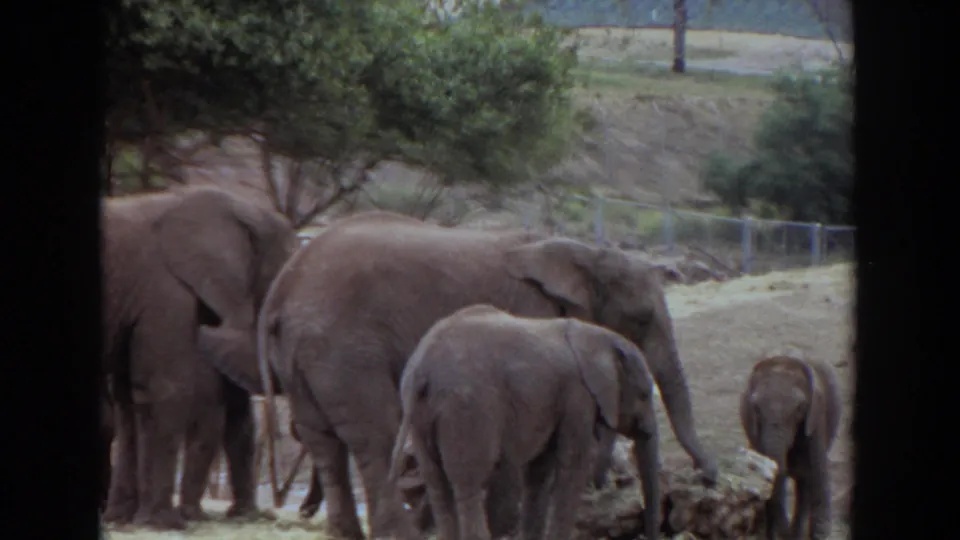 1974 Irvine, California 8mm still of elephants and calves clustered around feed in a managed outdoor enclosure.