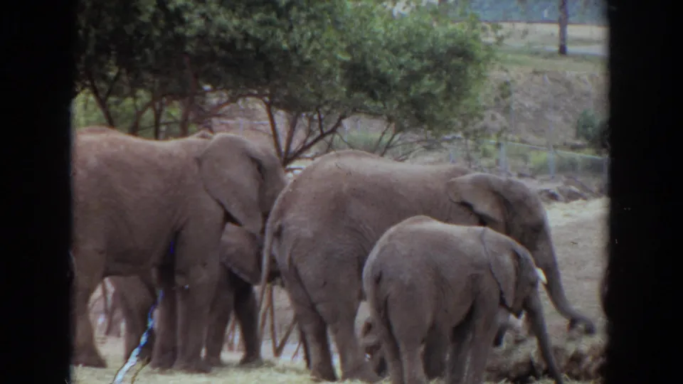 1974 Irvine, California frame showing adult elephants and a calf feeding in a zoo or wildlife-park enclosure.