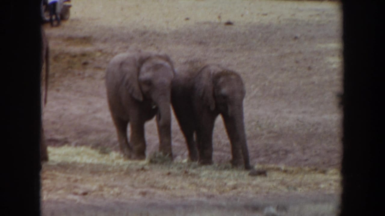 Two young elephants feed near scattered hay in a dry fenced enclosure in 1974 Irvine, California home-movie footage.