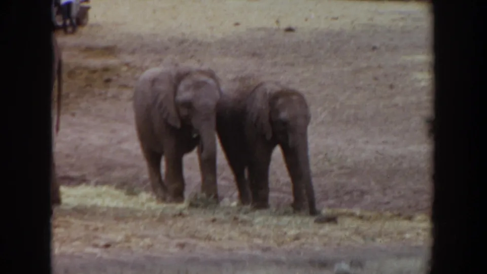 Two young elephants feed near scattered hay in a dry fenced enclosure in 1974 Irvine, California home-movie footage.