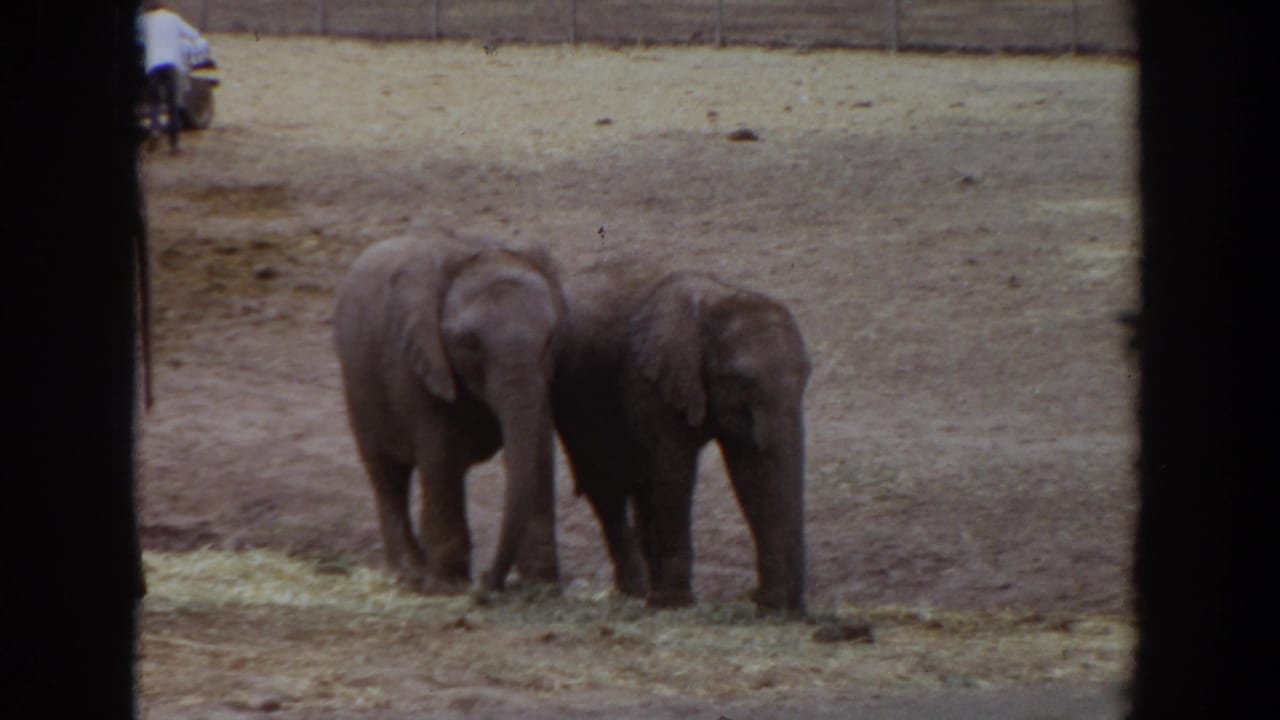Two young elephants remain side by side with hay on the ground.