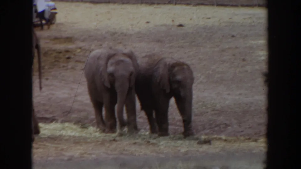Two young elephants face forward in the 1974 Irvine enclosure while a distant person and vehicle appear near the fence line.